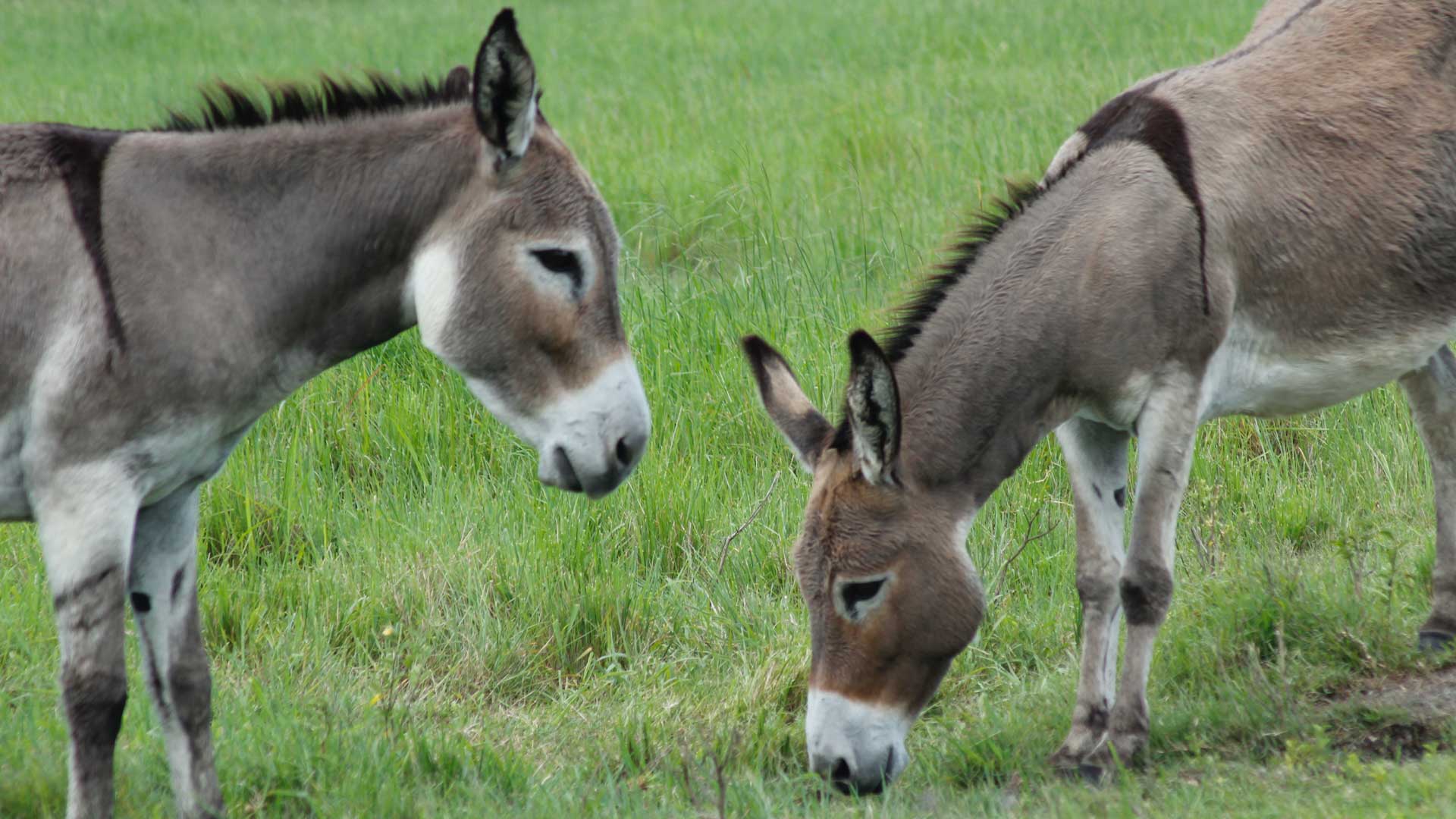 merrythought donkey